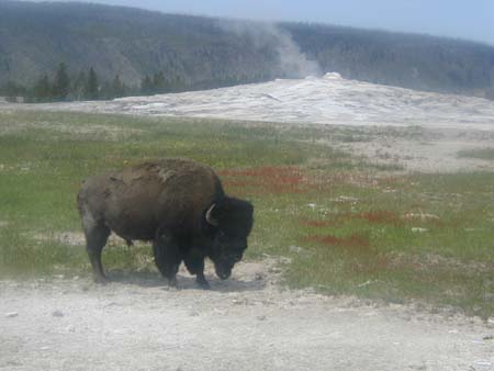 04JunBisonGeyser