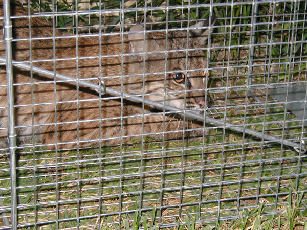 bobcat002