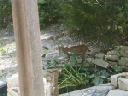 Bobcat7Aug05
